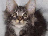 1 chaton Maine Coon à vendre, mâle LOOF brun marbré et blanc