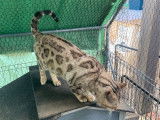 Chat Bengal de 5 ans seal tabby mink à rosettes disponible (LOOF)