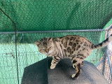 Chat Bengal de 5 ans seal tabby mink à rosettes disponible (LOOF)