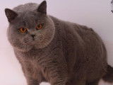Chat mâle British Shorthair LOOF de couleur bleue pour saillie