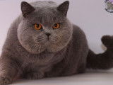 Chat mâle British Shorthair LOOF de couleur bleue pour saillie