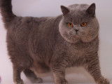 Chat mâle British Shorthair LOOF de couleur bleue pour saillie