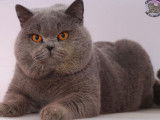 Chat mâle British Shorthair LOOF de couleur bleue pour saillie