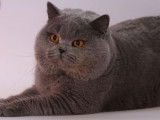 Chat mâle British Shorthair LOOF de couleur bleue pour saillie