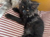 Chatonne Maine Coon LOOF à la robe noire fumée à vendre