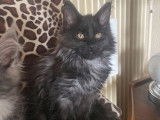 Chatonne Maine Coon LOOF à la robe noire fumée à vendre