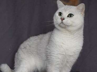 Vente d’un chat British Shorthair blanc âgé de 5 ans (LOOF)