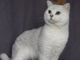 Vente d’un chat British Shorthair blanc âgé de 5 ans (LOOF)