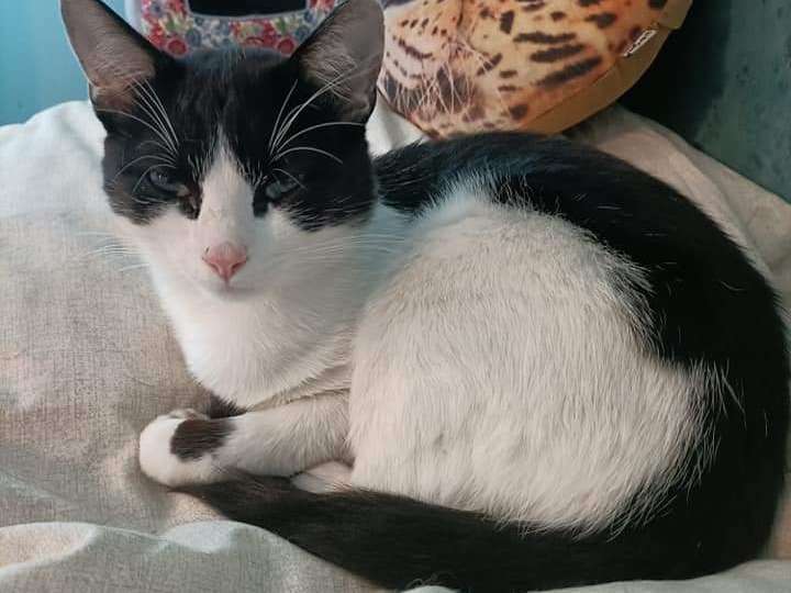 Malcolm, chat né en 2021 à l'adoption