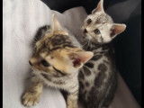 À vendre des chatons Bengals LOOF