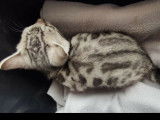 À vendre des chatons Bengals LOOF