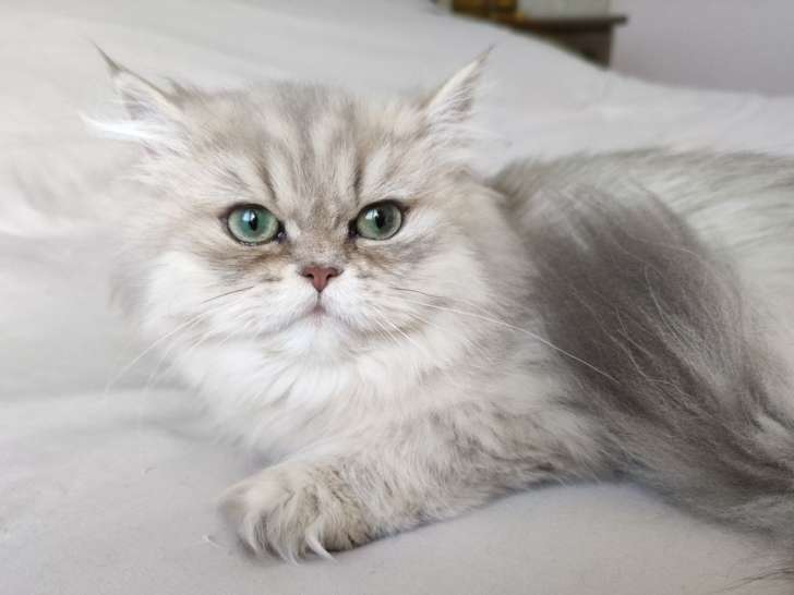 Chaton Persan black silver shaded disponible (LOOF)