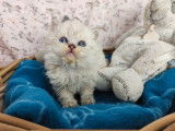 À vendre, 5 chatons Selkirk mâles de couleur seal golden shaded point (LOOF)