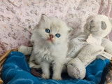 À vendre, 5 chatons Selkirk mâles de couleur seal golden shaded point (LOOF)