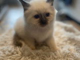 Chatons de race Sacré de Birmanie à vendre (2 mâles)