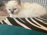 Chatons de race Sacré de Birmanie à vendre (2 mâles)