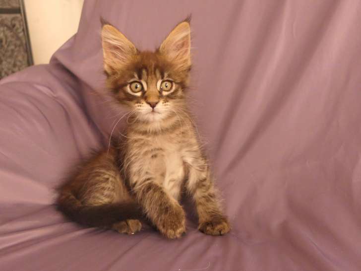 Chatons Maine Coon Loof A Vendre Petite Annonce Chat