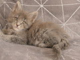 Chatons Maine coon mâle et femelles LOOF à vendre