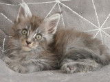 Chatons Maine coon mâle et femelles LOOF à vendre