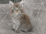 Chatons Maine coon mâle et femelles LOOF à vendre