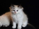 Chatons Ragdoll LOOF à vendre