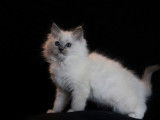 Chatons Ragdoll LOOF à vendre