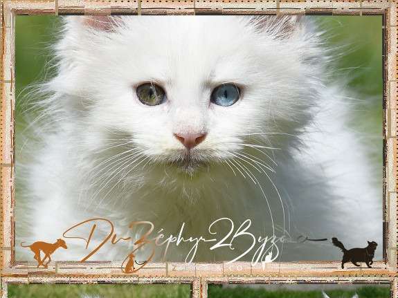 Chatons Maine Coon LOOF à réserver