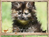 Chatons Maine Coon LOOF à réserver