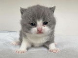 Réservation pour 1 chatonne British Shorthair bicolore bleue et blanche LOOF