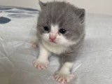 Réservation pour 1 chatonne British Shorthair bicolore bleue et blanche LOOF