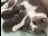 Réservation pour 1 chatonne British Shorthair bicolore bleue et blanche LOOF