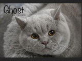 Réservation pour 1 chatonne British Shorthair bicolore bleue et blanche LOOF