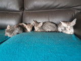 6 chatons Orientaux mâles à vendre LOOF
