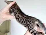 À réserver, 6 chatons Savannah LOOF mâles