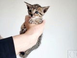 2 chatons Savannah mâles à réserver, LOOF, brun tacheté à rosettes