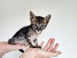 2 chatons Savannah mâles à réserver, LOOF, brun tacheté à rosettes