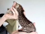 2 chatons Savannah mâles à réserver, LOOF, brun tacheté à rosettes