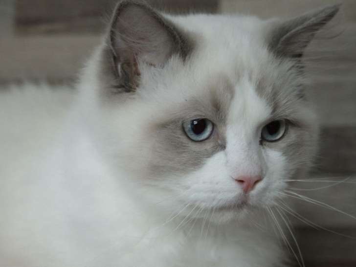 1 chaton Ragdoll mâle blanc porteur de bleu LOOF à vendre