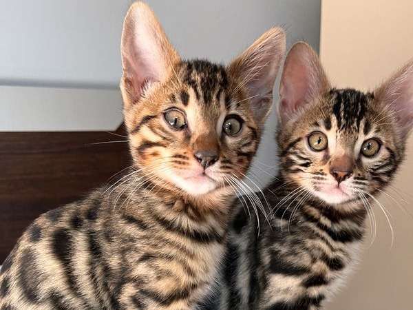 2 chatons Bengal LOOF mâles au pelage marron tabby disponibles