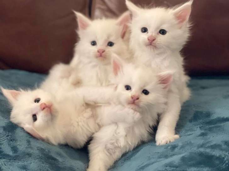 4 chatons Maine Coon blancs LOOF à réserver