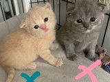 2 chatons Scottish LOOF à réserver