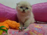 2 chatonnes Scottish Straight LOOF au pelage bleu point à réserver