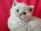 2 chatons mâles Scottish Straight lilas LOOF à réserver