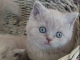 2 chatons mâles Scottish Straight lilas LOOF à réserver