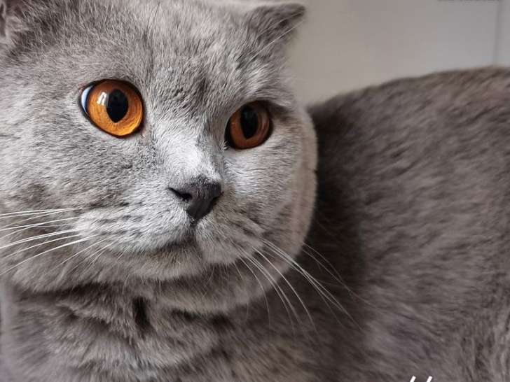 Un chat Scottish Fold bleu de 3 ans LOOF disponible pour saillie