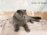 Un chat Scottish Fold bleu de 3 ans LOOF disponible pour saillie
