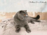 Un chat Scottish Fold bleu de 3 ans LOOF disponible pour saillie