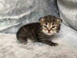 2 chatonnes Sibériens LOOF de couleur marron mackerel tabby à réserver