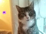 Chatte tigrée à placer