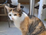 Belle chatte tricolore née en 2020 à placer